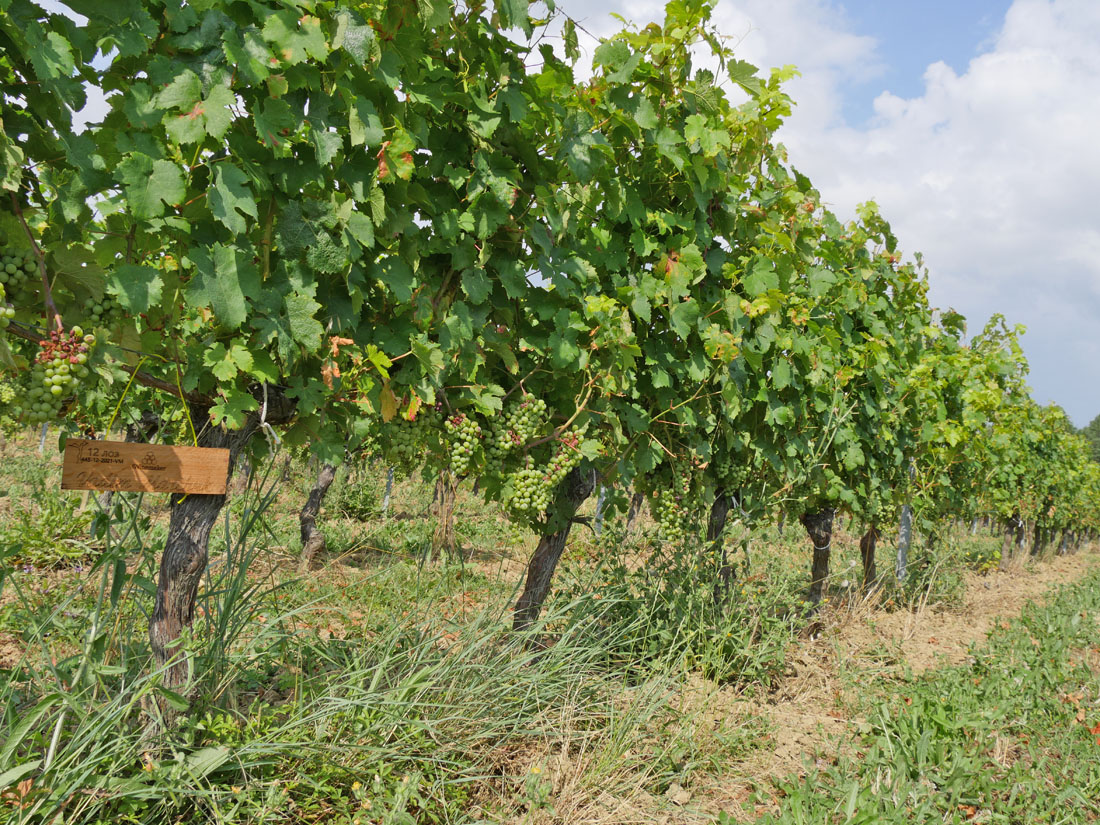 Виноградник на урожай